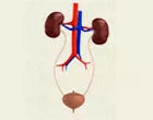 LAMPANARIS P. APOSTOLOS DR.